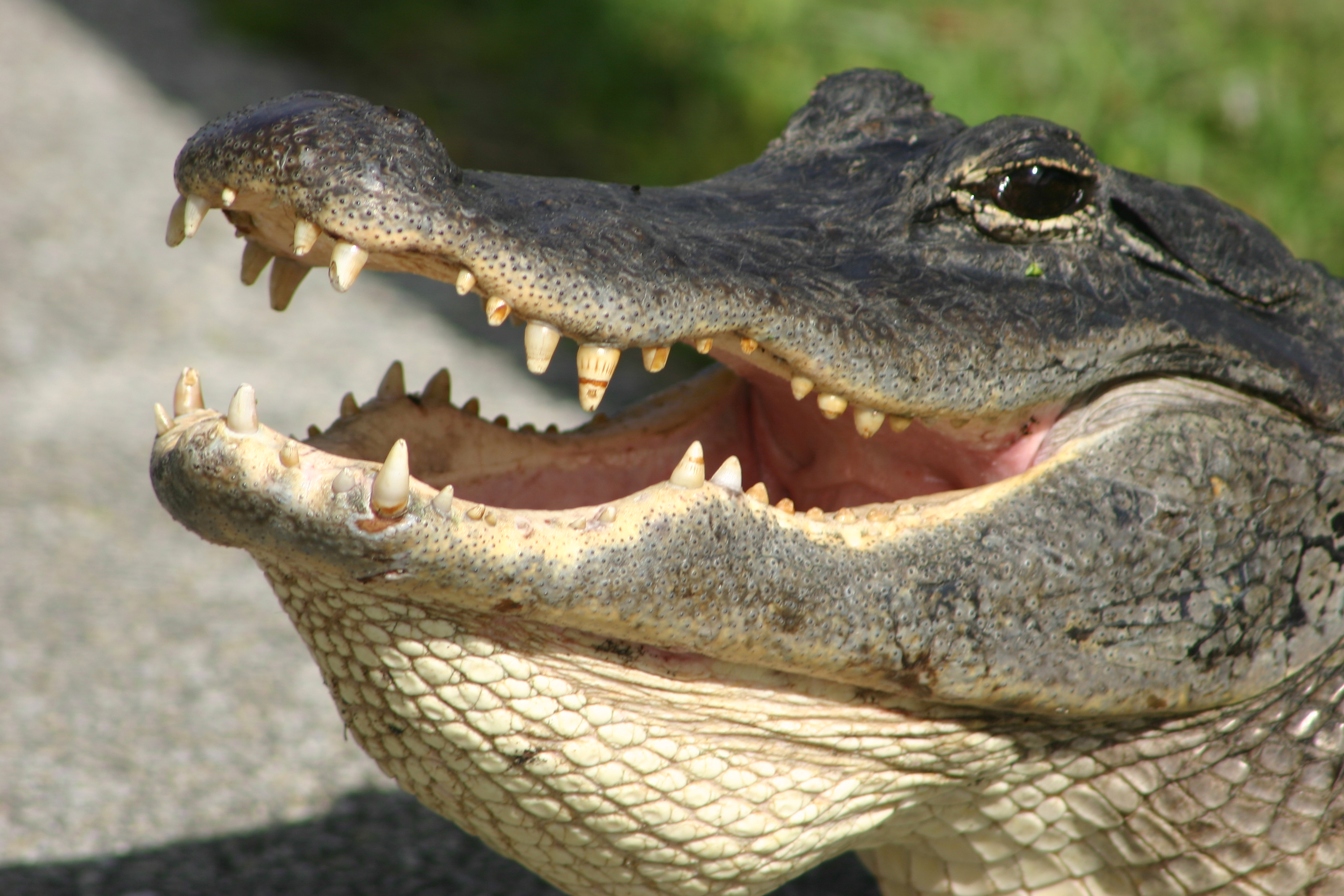 alligator